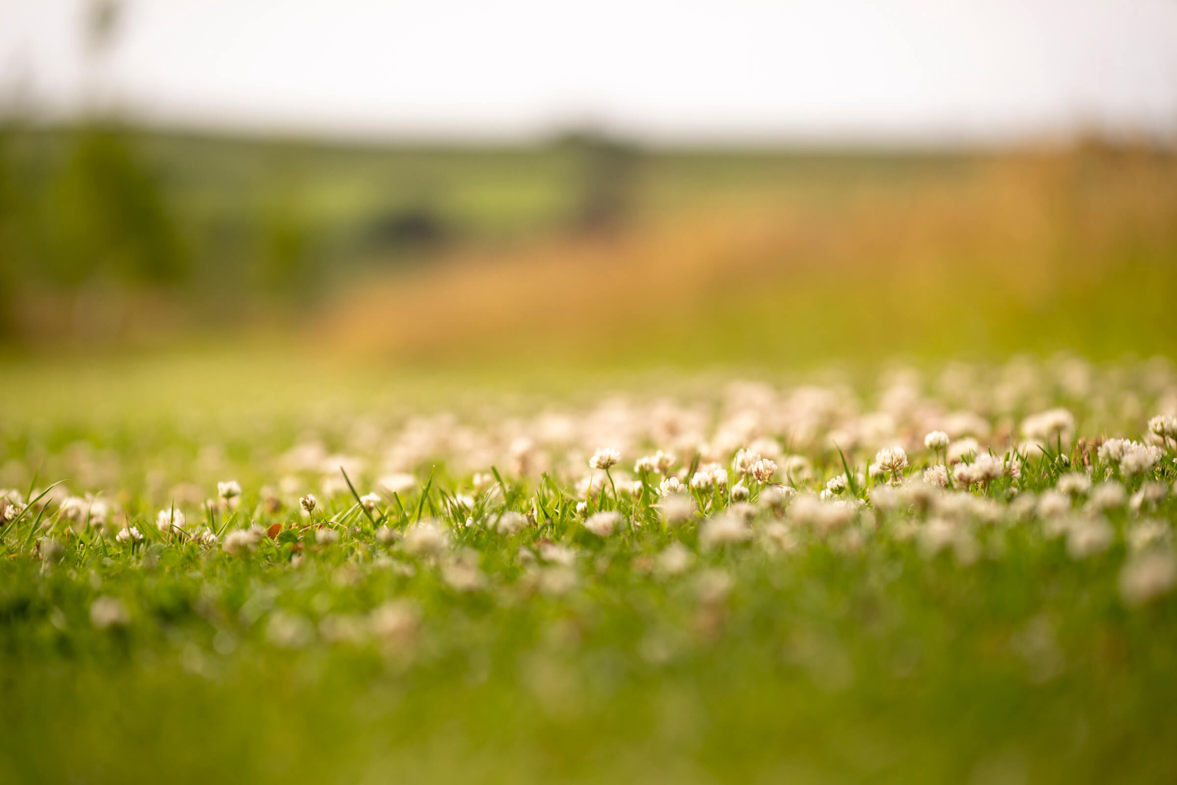 Natural flowers and green grasses