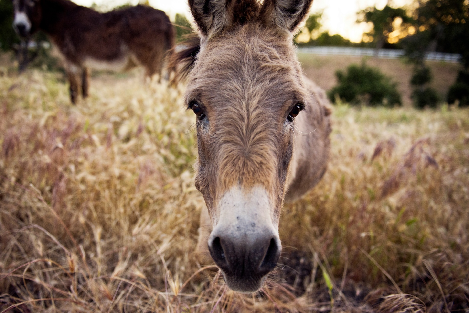 Close-up-of-a-donkey-tim-mossholder-ia1rmrj8KYg-unsplash
